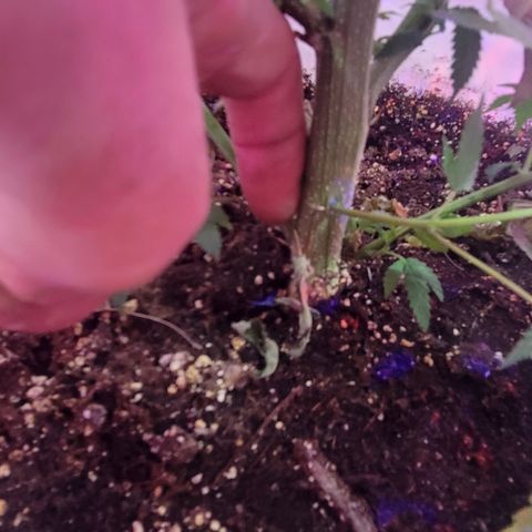 Grape Skunk growlog timeline photo