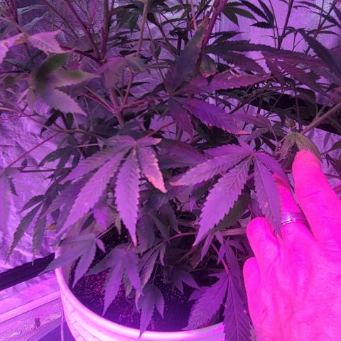 Grape Skunk growlog timeline photo