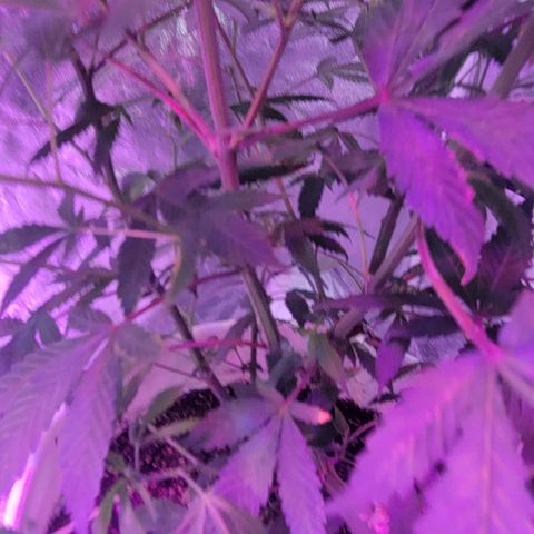 Grape Skunk growlog timeline photo