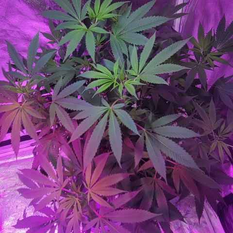Grape Skunk growlog timeline photo