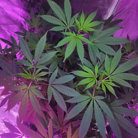 Grape Skunk growlog timeline photo