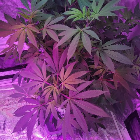 Grape Skunk growlog timeline photo