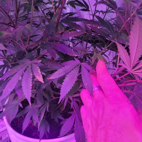 Grape Skunk growlog timeline photo