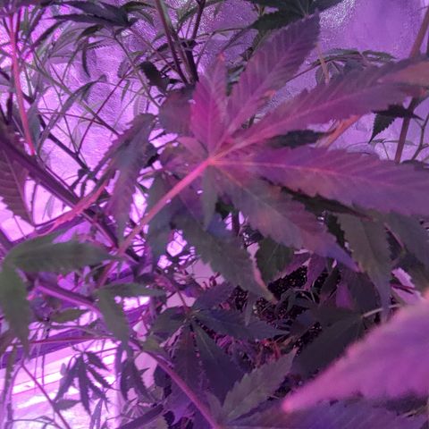 Grape Skunk growlog timeline photo