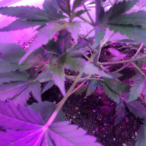Fruity og kush growlog timeline photo
