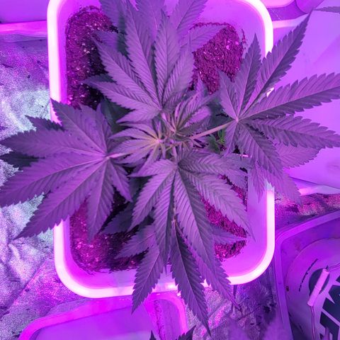 Fruity og kush growlog timeline photo