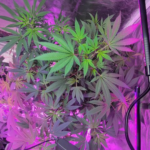 Grape Skunk growlog timeline photo