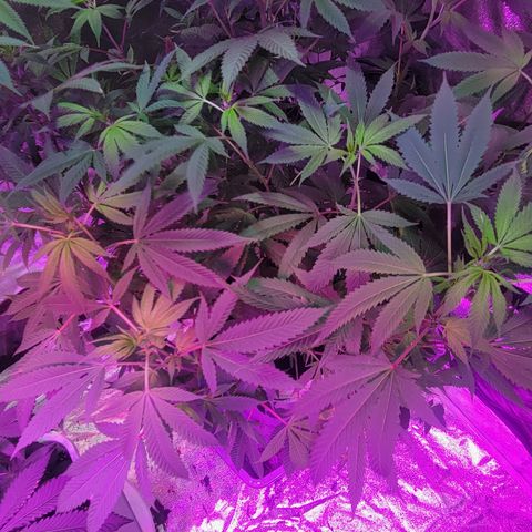 Grape Skunk growlog timeline photo