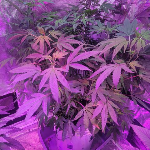 Grape Skunk growlog timeline photo