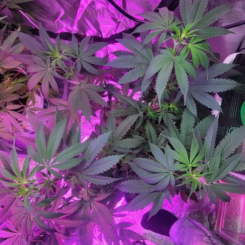 Tangerine Dream growlog timeline photo