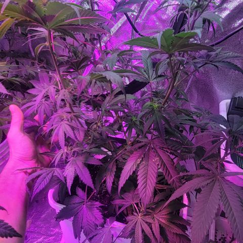 Tangerine Dream growlog timeline photo
