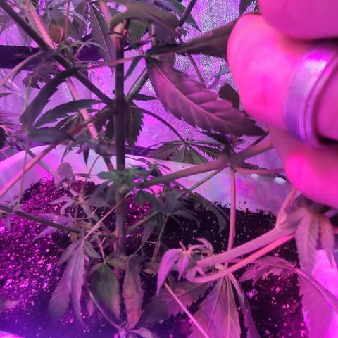 Tangerine Dream growlog timeline photo