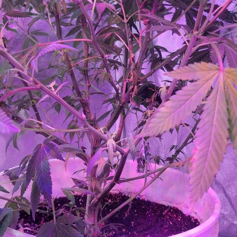 Grape Skunk growlog timeline photo
