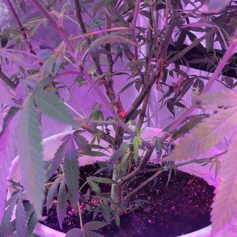 Grape Skunk growlog timeline photo