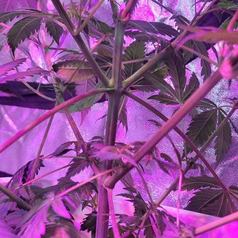 Tangerine Dream growlog timeline photo