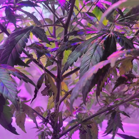 Tango #3 growlog timeline photo