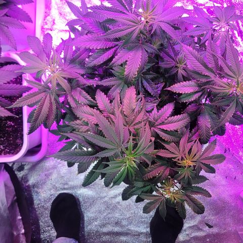 Tango #3 growlog timeline photo