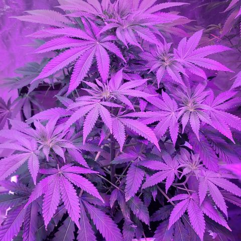 Eleven Roses growlog timeline photo