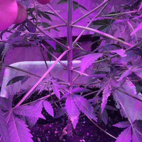 Eleven Roses growlog timeline photo