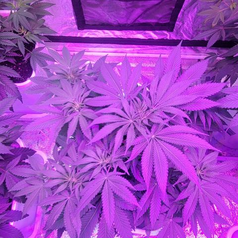 Eleven Roses growlog timeline photo