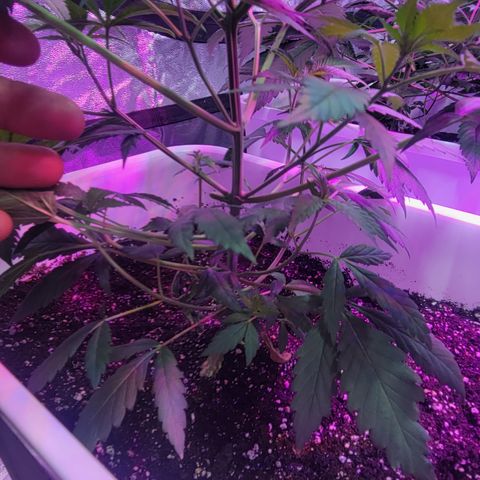 Godfather Kush growlog timeline photo