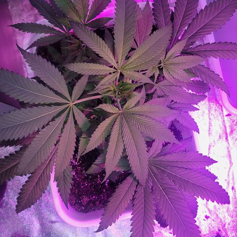 Godfather Kush growlog timeline photo