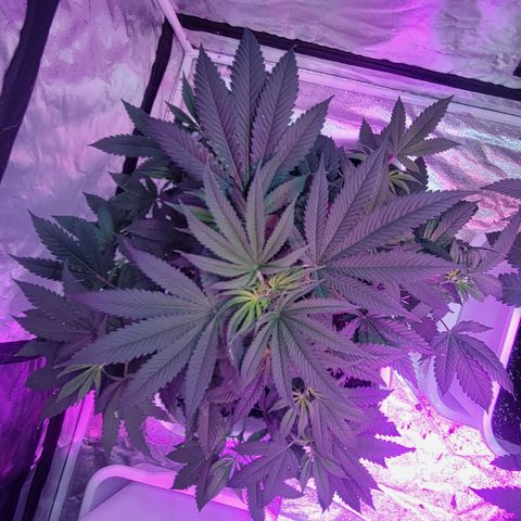 Eleven Roses growlog timeline photo