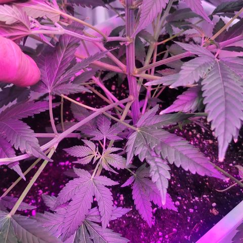 Eleven Roses growlog timeline photo