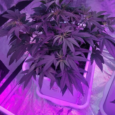 Eleven Roses growlog timeline photo