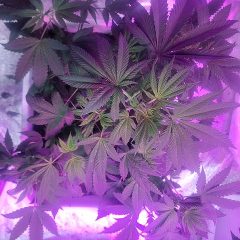 Blueberry Cookies growlog timeline photo