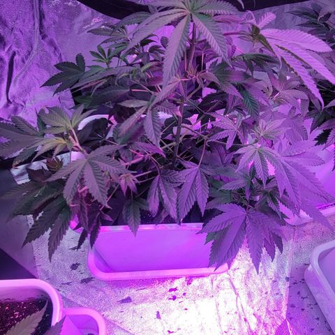 Blueberry Cookies growlog timeline photo
