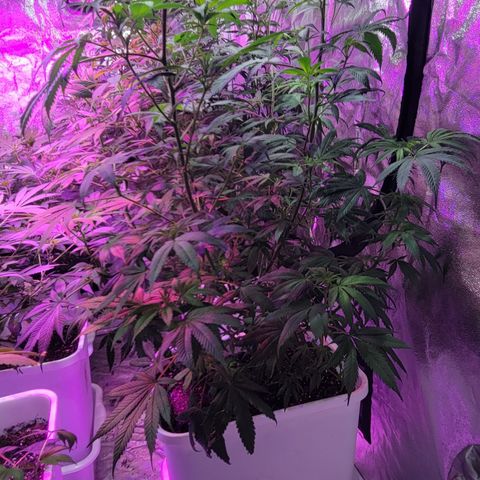 Tangerine Dream growlog timeline photo