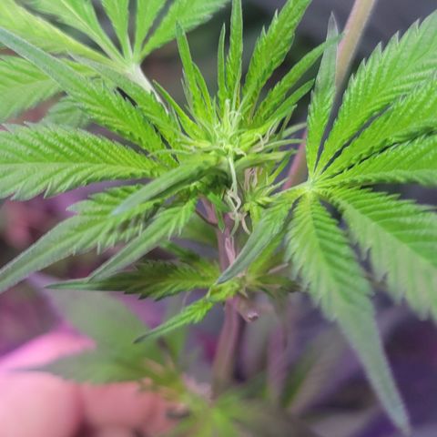 Tangerine Dream growlog timeline photo