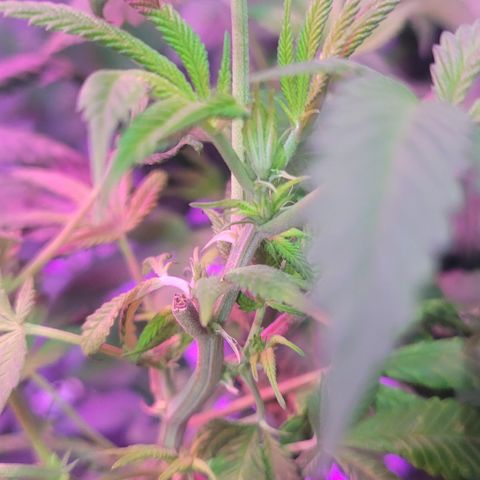 Blueberry Cookies growlog timeline photo