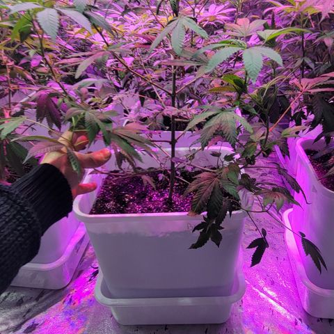 Blueberry Cookies growlog timeline photo