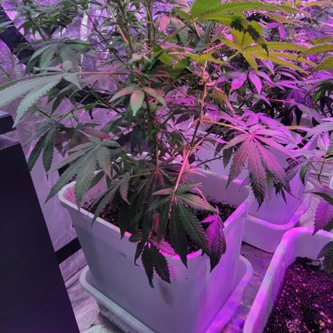 Eleven Roses growlog timeline photo