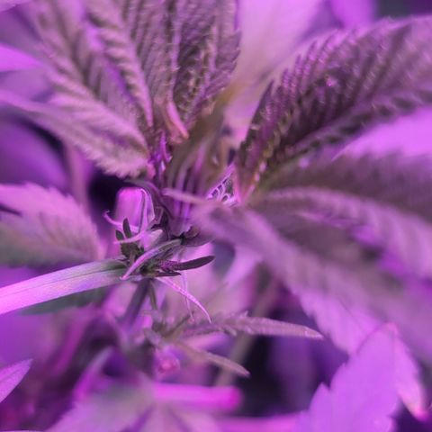 Godfather Kush growlog timeline photo