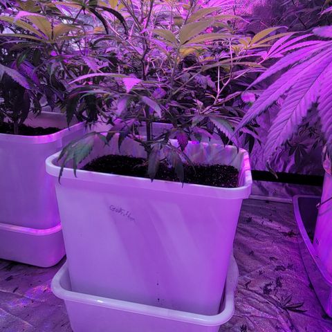 Godfather Kush growlog timeline photo
