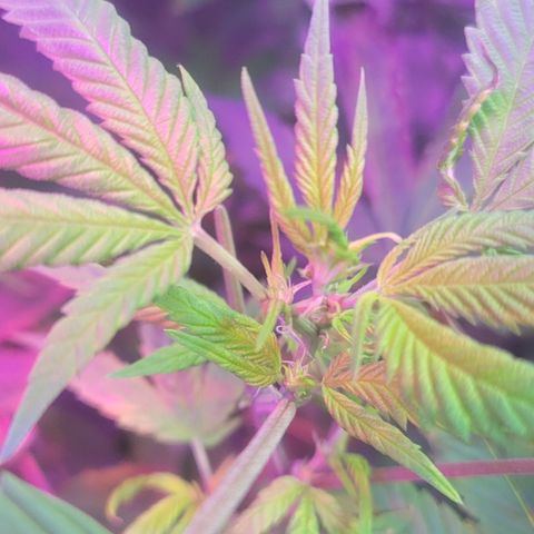 Grape Skunk growlog timeline photo