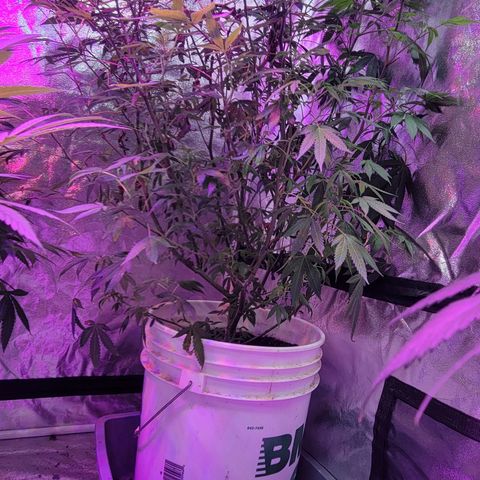Grape Skunk growlog timeline photo