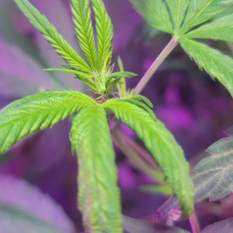Grape Skunk growlog timeline photo