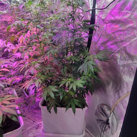 Tangerine Dream growlog timeline photo