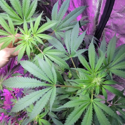 Tangerine Dream growlog timeline photo