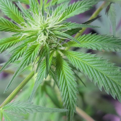 Tangerine Dream growlog timeline photo