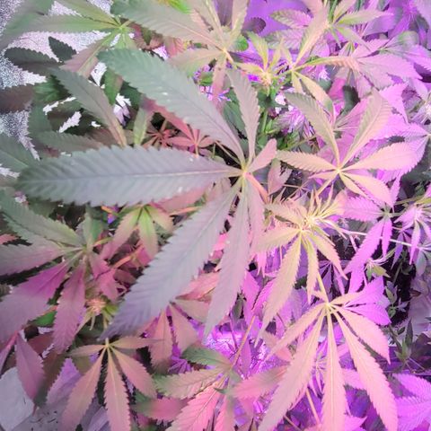 Godfather Kush growlog timeline photo