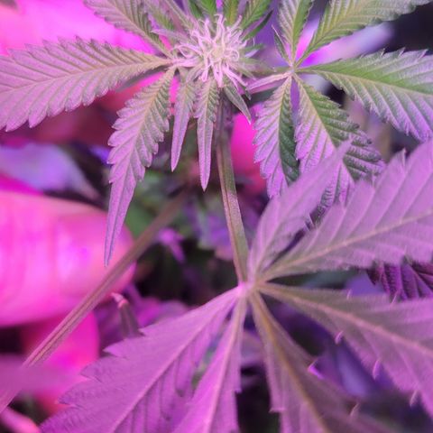 Godfather Kush growlog timeline photo