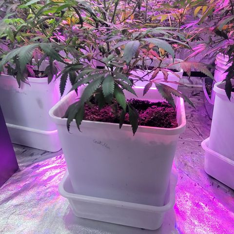 Godfather Kush growlog timeline photo
