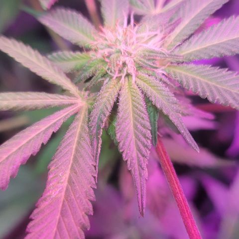 Eleven Roses growlog timeline photo