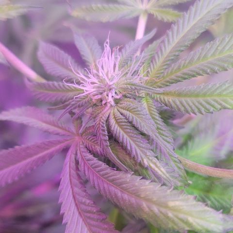 Eleven Roses growlog timeline photo