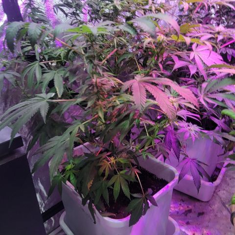 Eleven Roses growlog timeline photo
